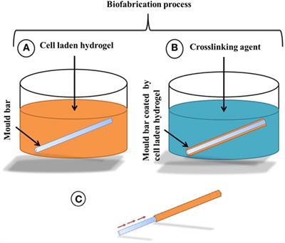 Rapid Fabrication of Cell-Laden Alginate Hydrogel 3D Structures by Micro Dip-Coating